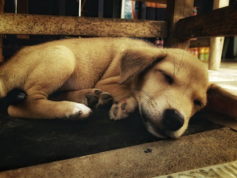 Puppy pet