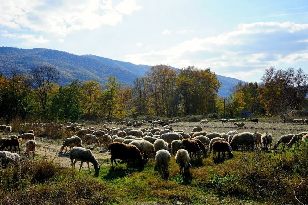 Sheep herd