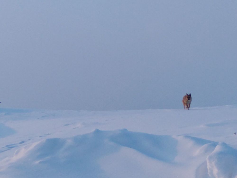 Средь белой пустыни один я бегу...