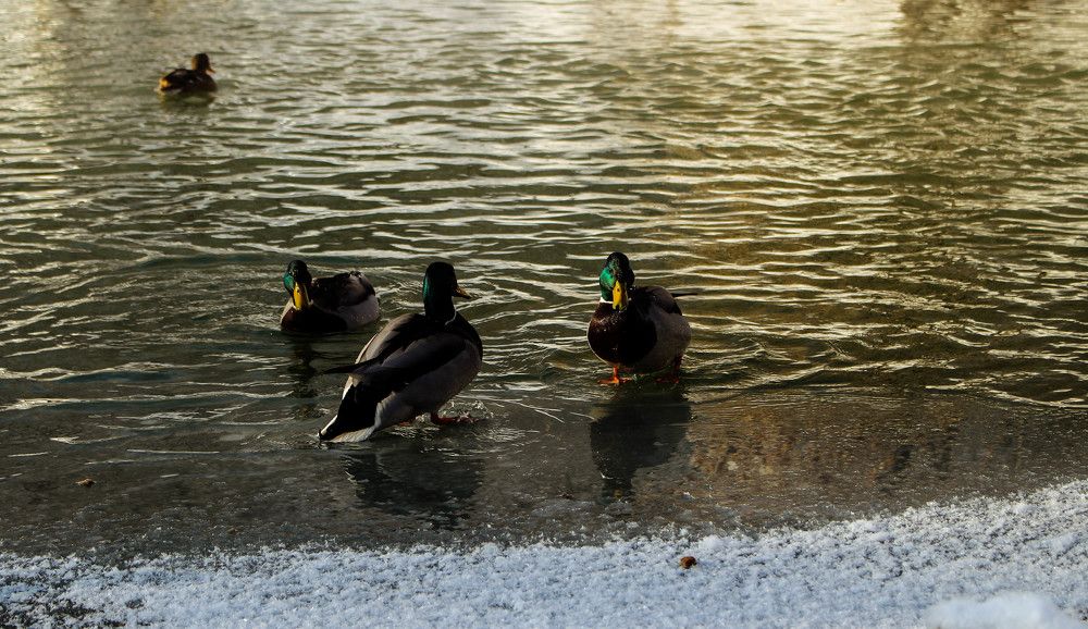 Утиный остров