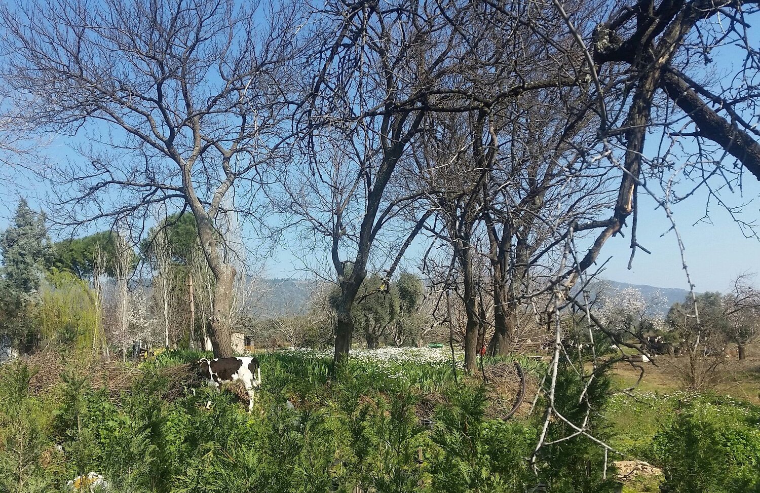 Spring