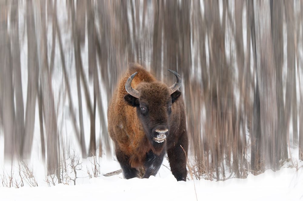Зубры Калужских Засек