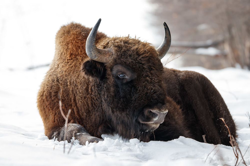 После сытного обеда)