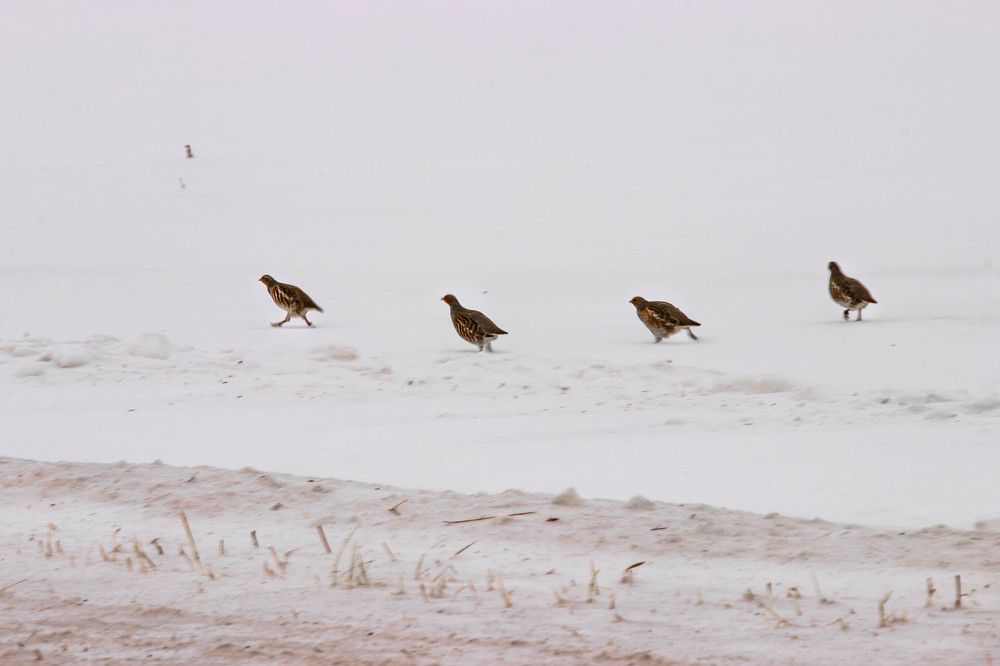 Куропатки в метель