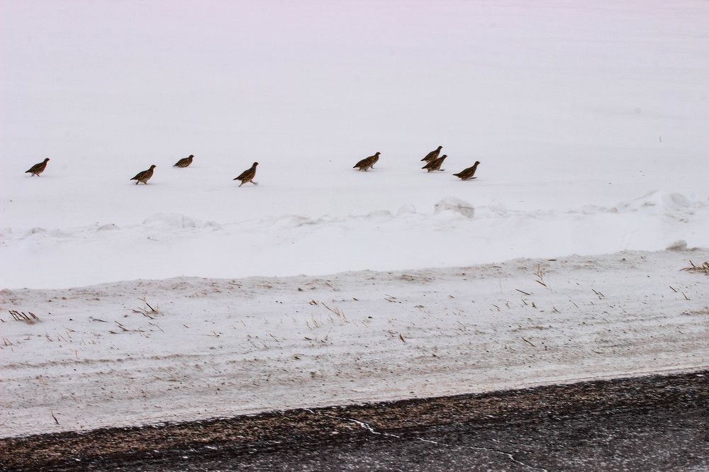 Куропатки в метель
