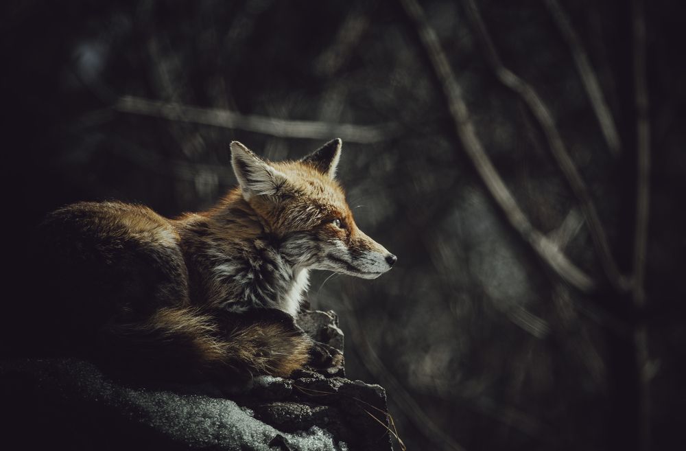 Fox in warm light