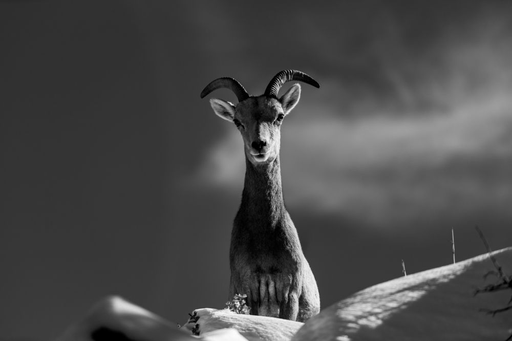 Nice to meet you mate