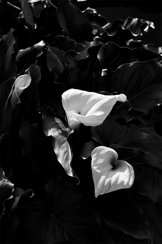 homage to mapplethorpe