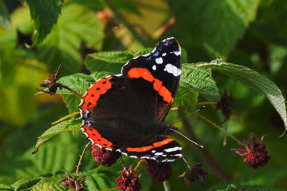 Butterfly