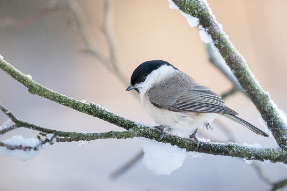 Черноголовая гаичка.