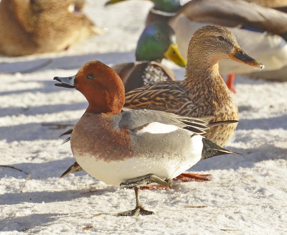 Свиязь с кряквами