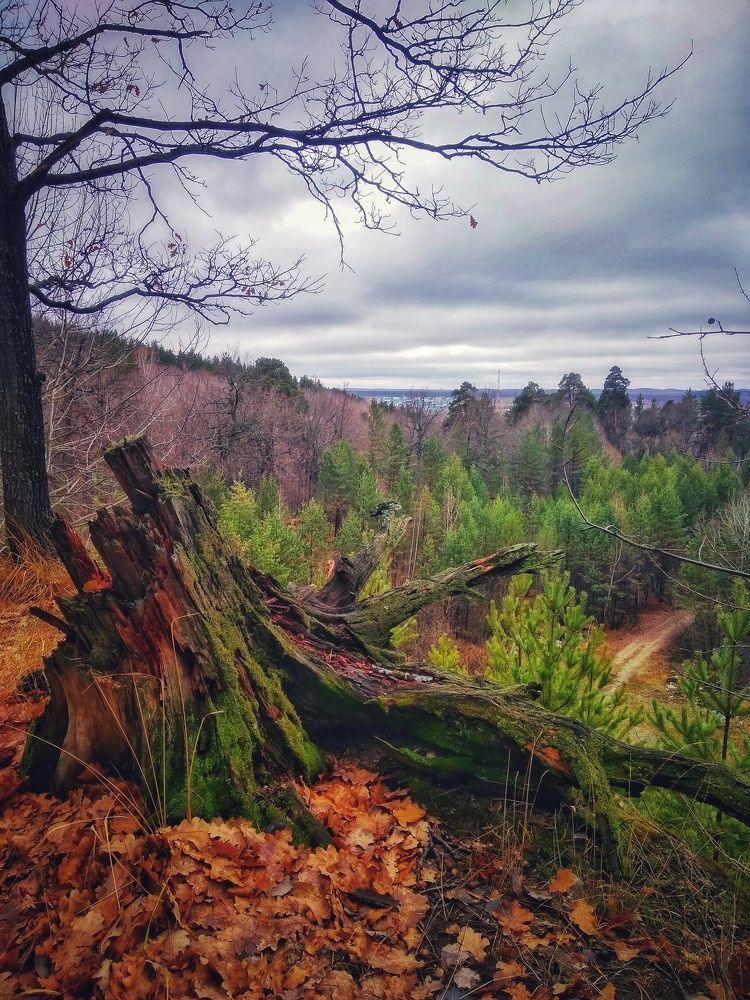 таинственный лес