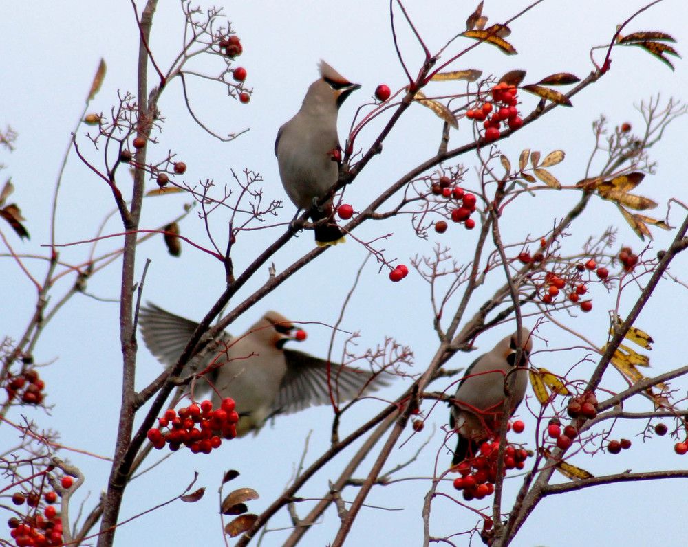 Свиристели