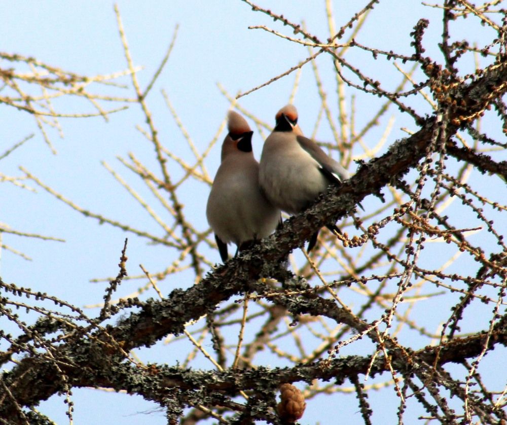 Любовь сильнее мороза.