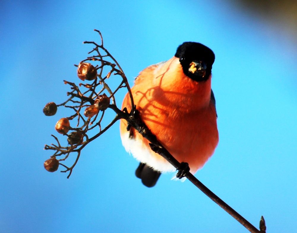 Любопытный снегирь