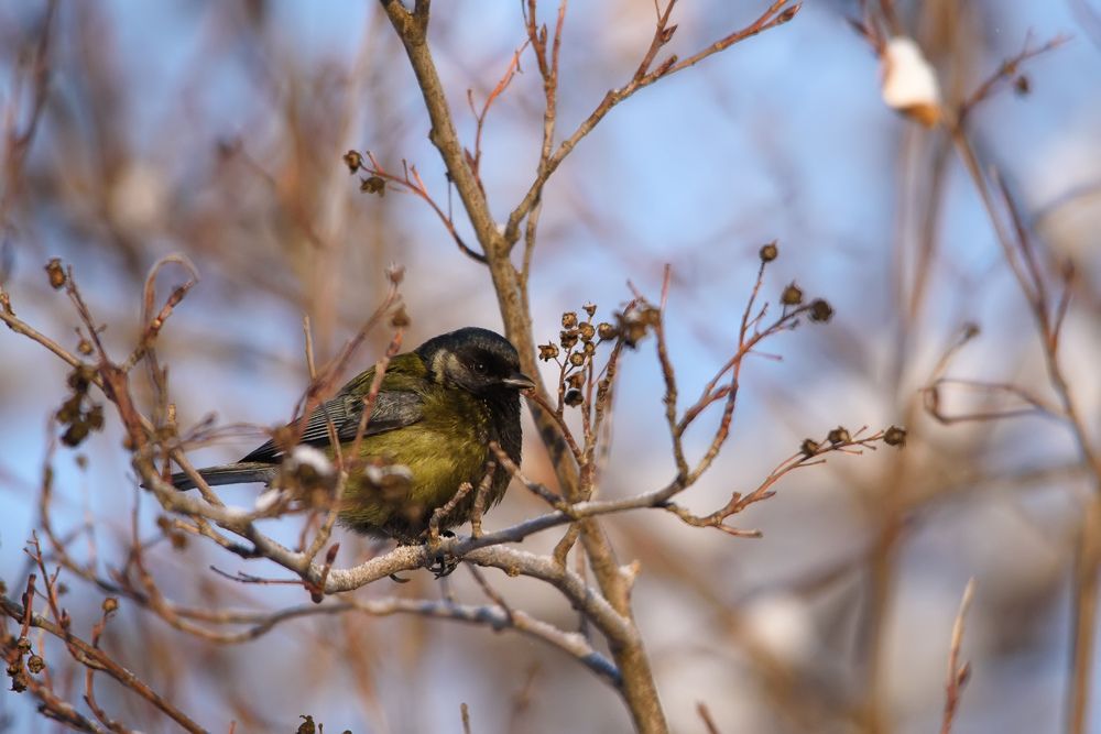 Закамуфлированная синица