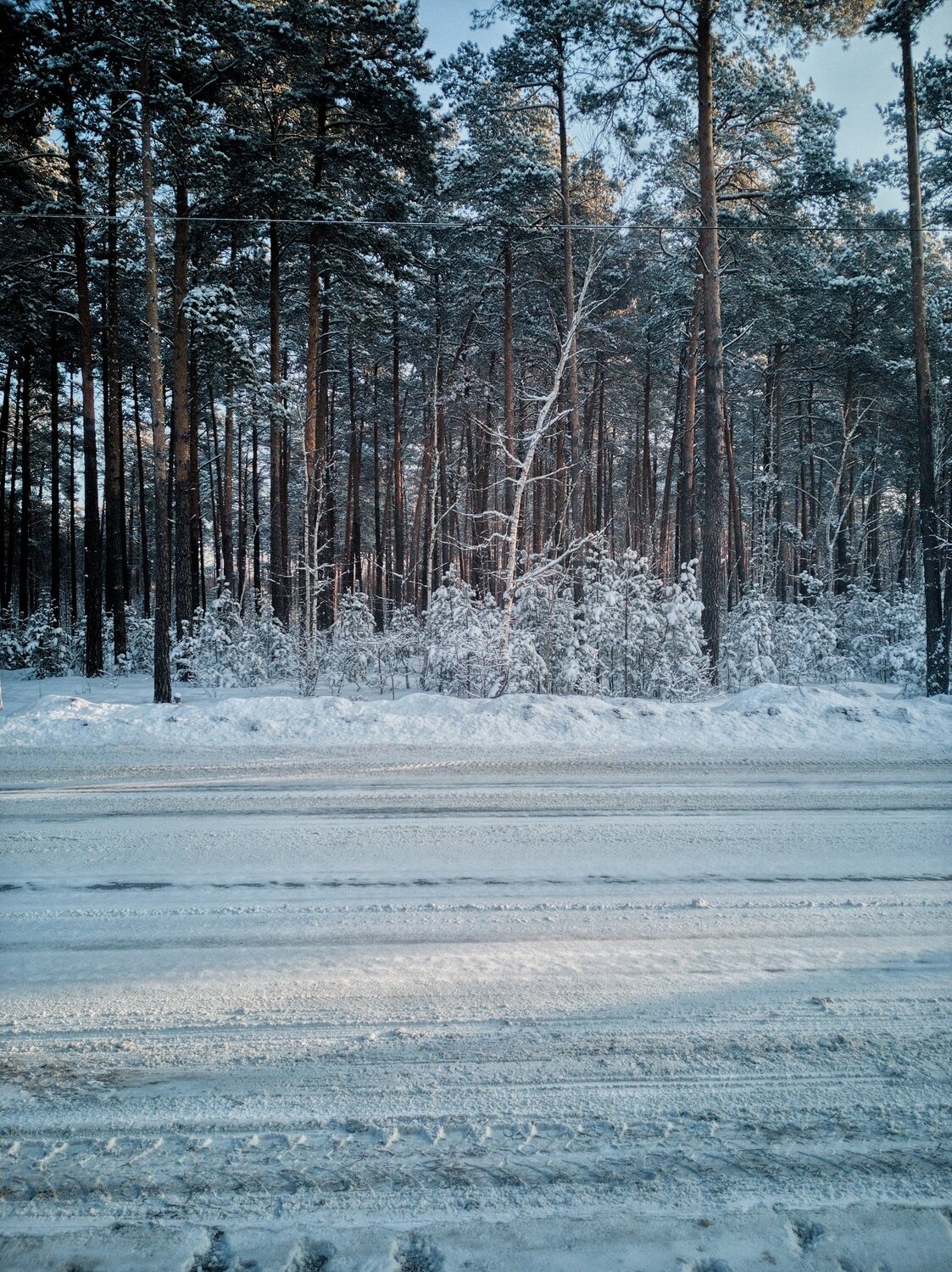 Зима в лесу