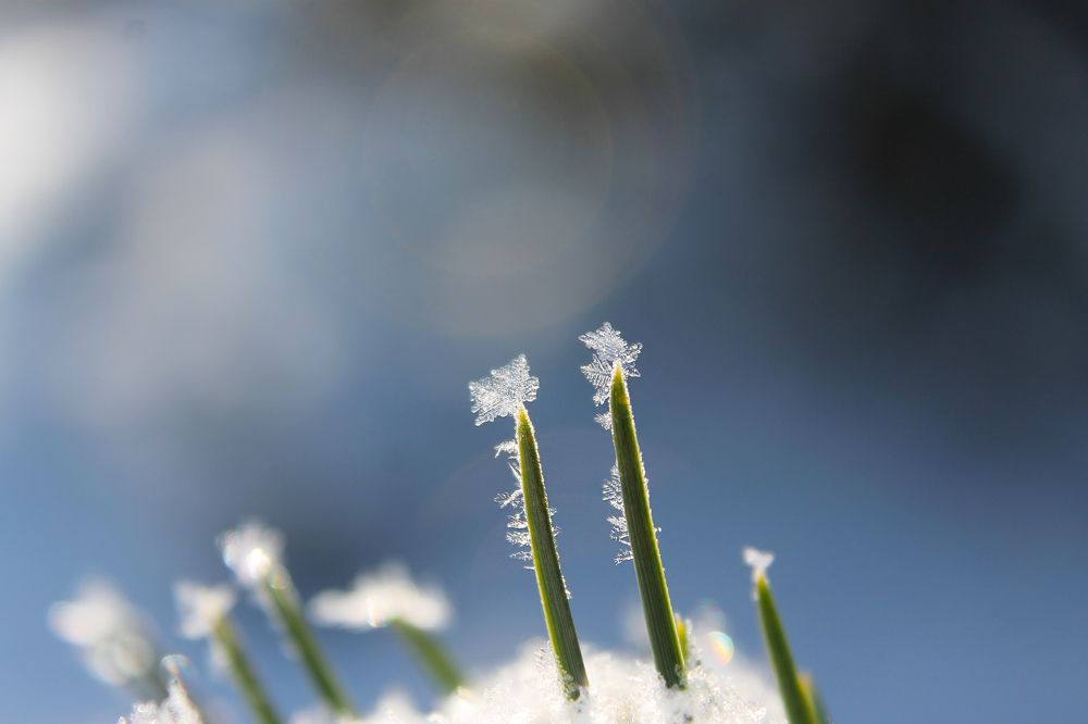 Морозное волшебство