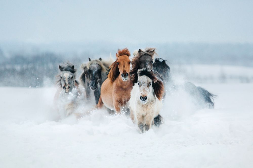 Спасатели Малибу