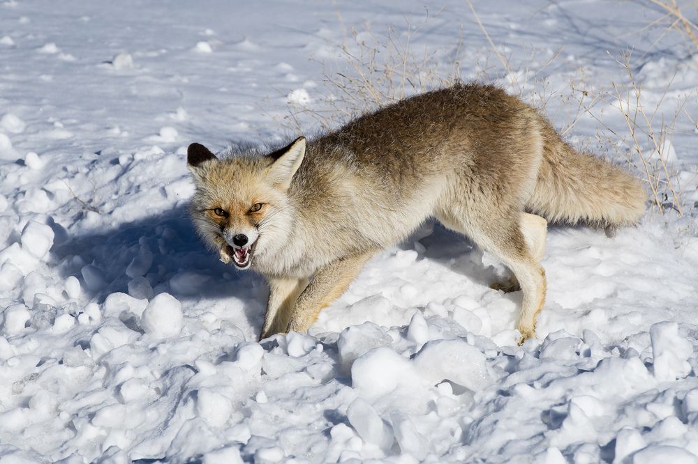 Fox in the snow