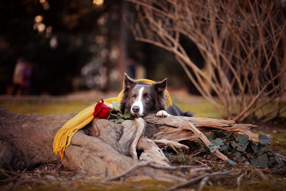 Маленький принц