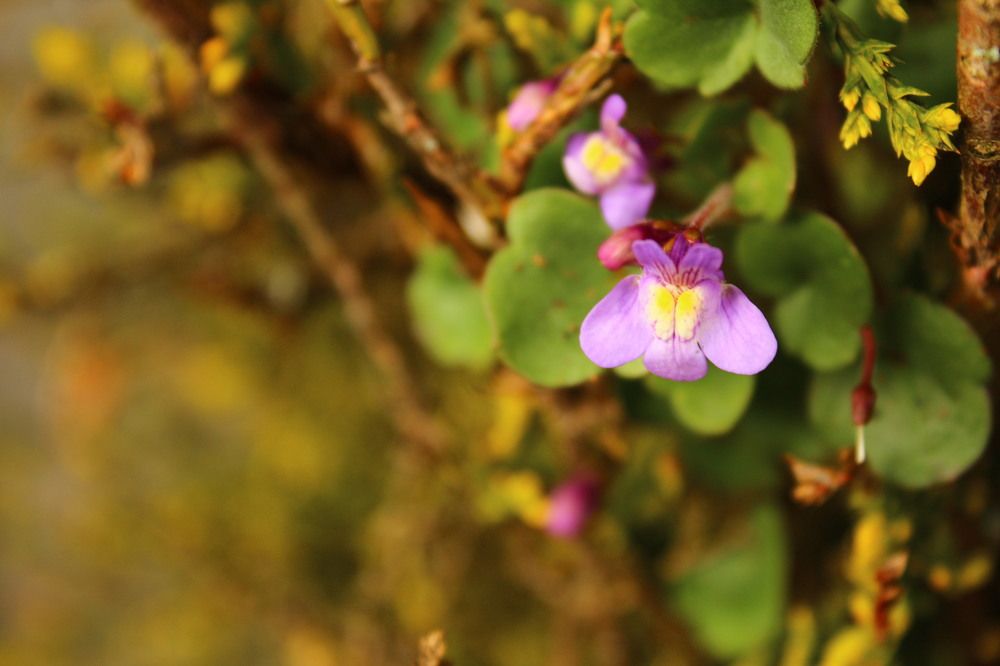 Baby Flower