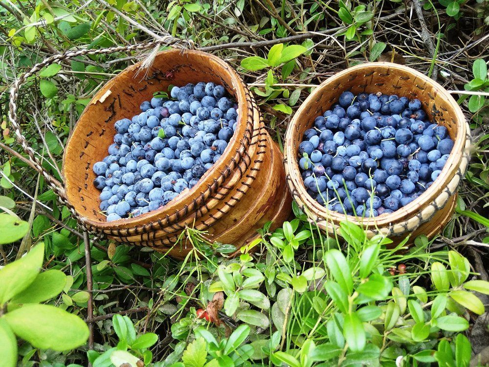 Голубика в туеске