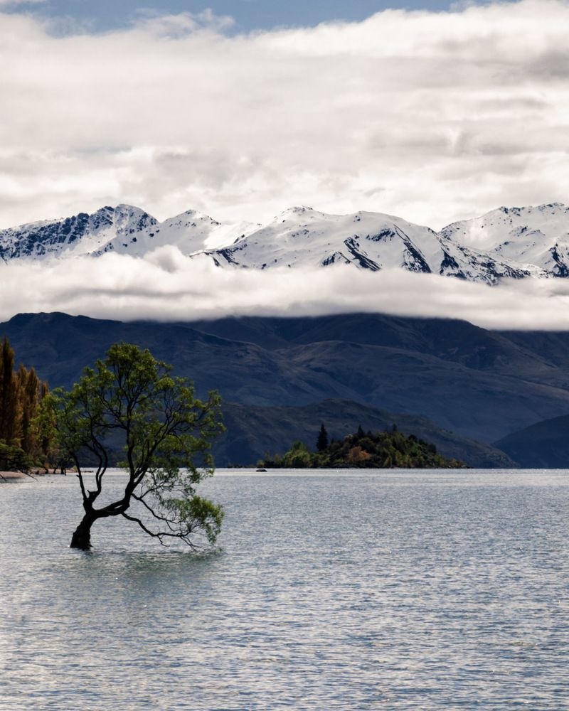 That Wanaka Tree