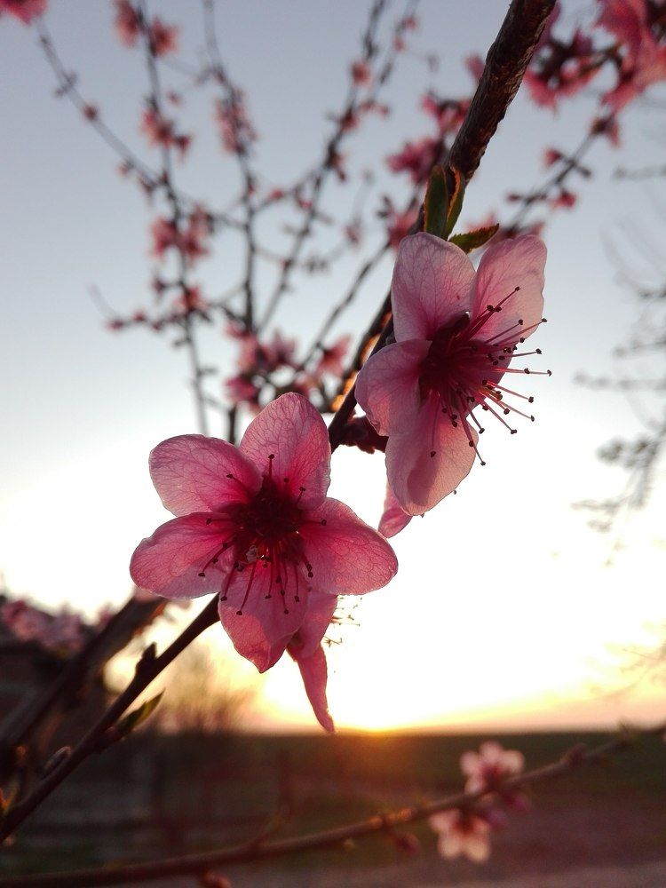 Spring