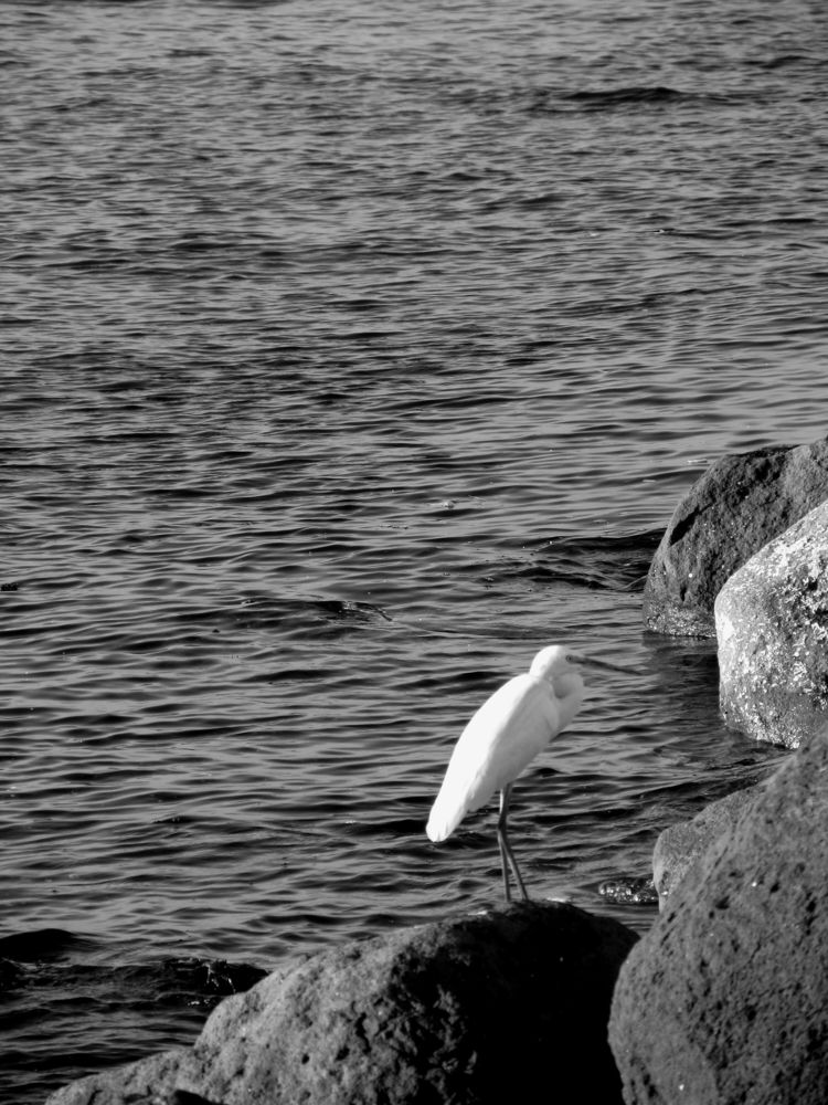 resting bird