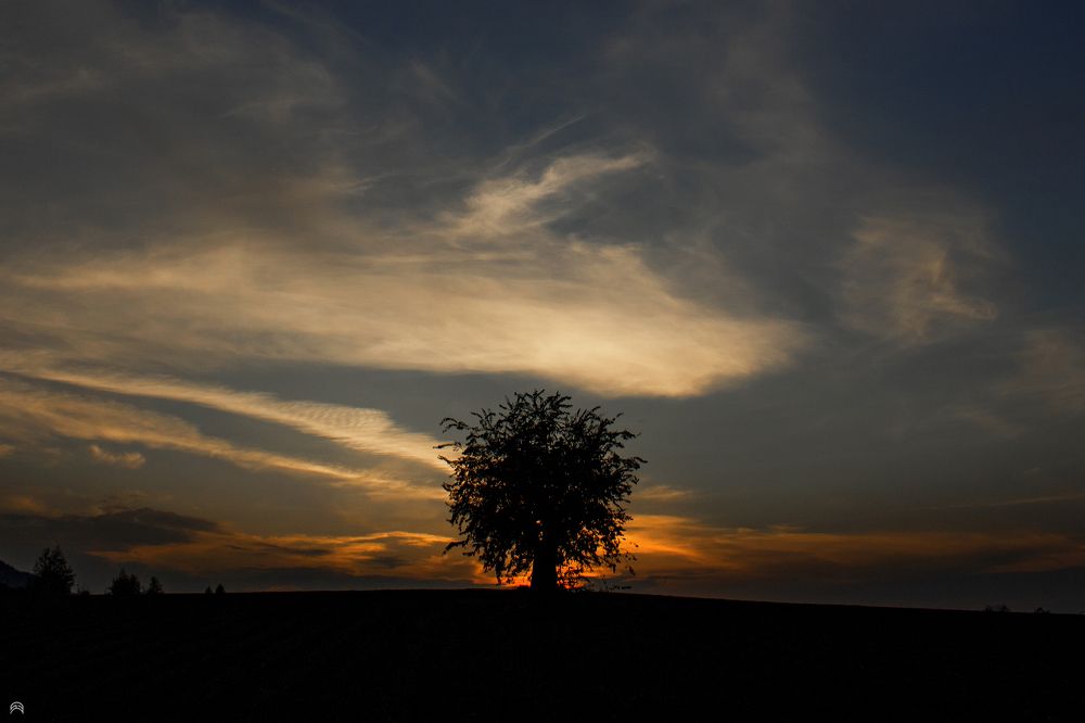 a single tree at sunset