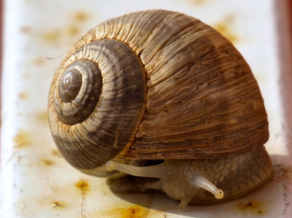 snail, caught, fence, terrace, nature, beauty, macro
