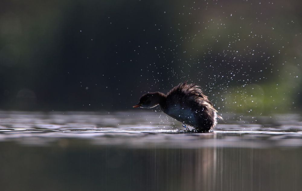 Little Grebe.