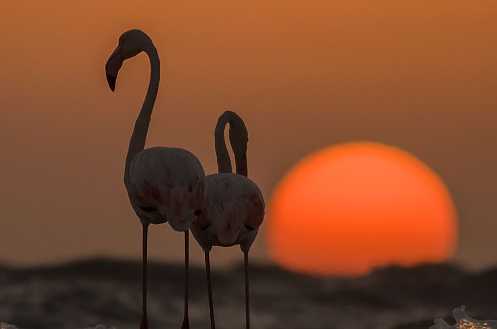 Love Birds at Sundown