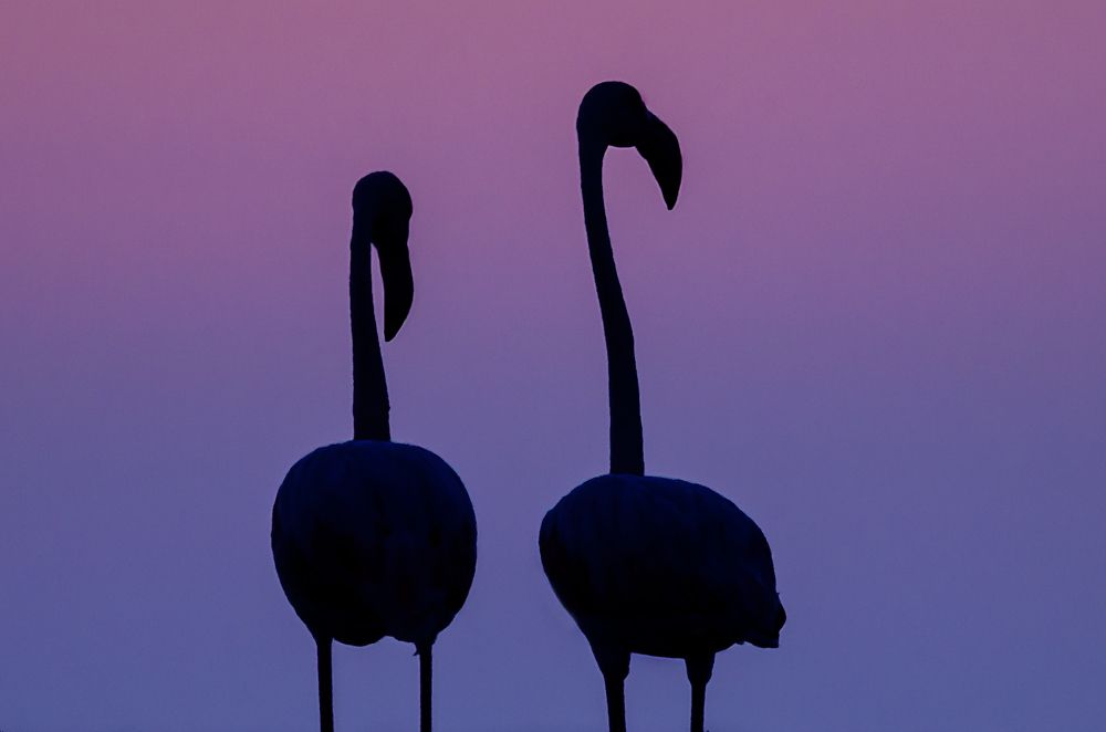 Colors of the Nature