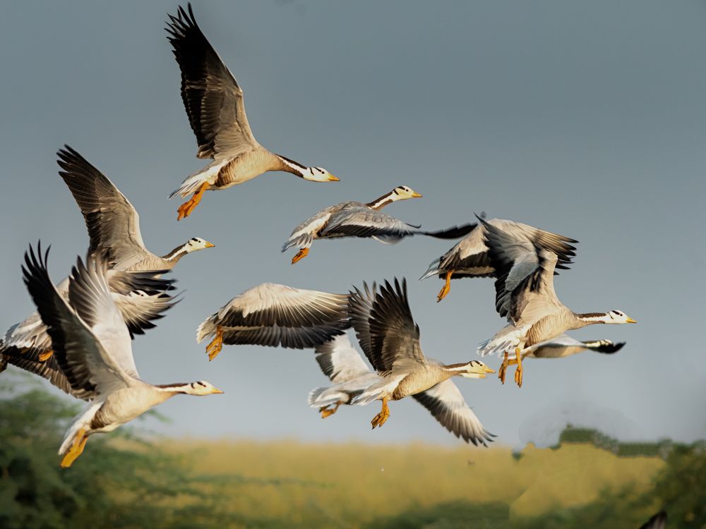 Bar headed Geese