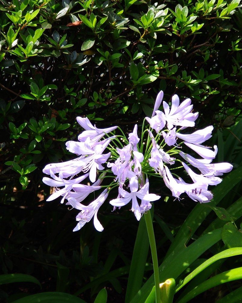 Florescem