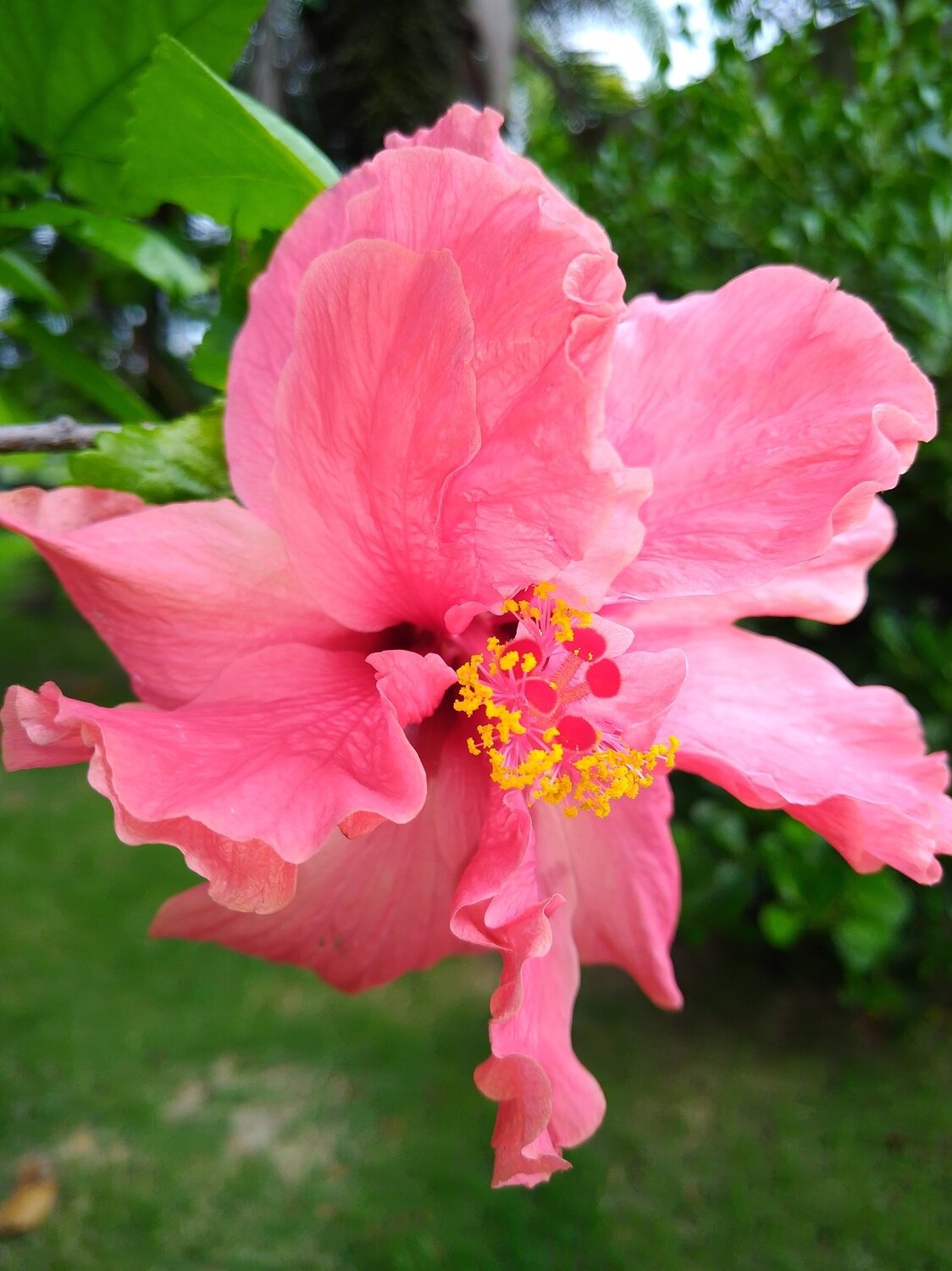 Flor Vermelha