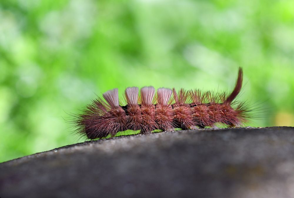 К Гудвину. За крыльями)