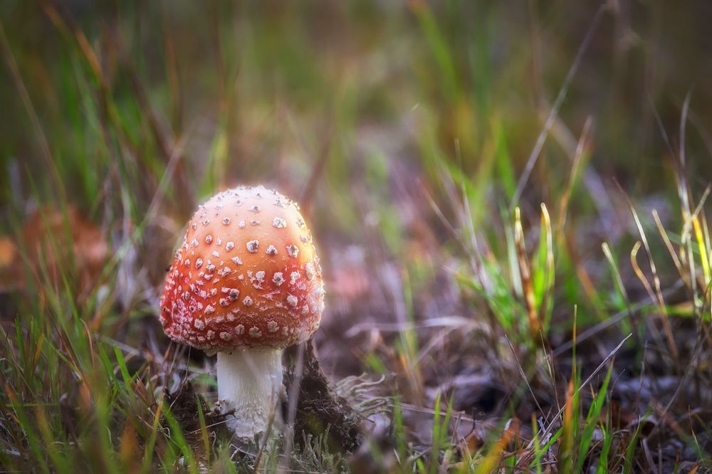 Мухоморчик