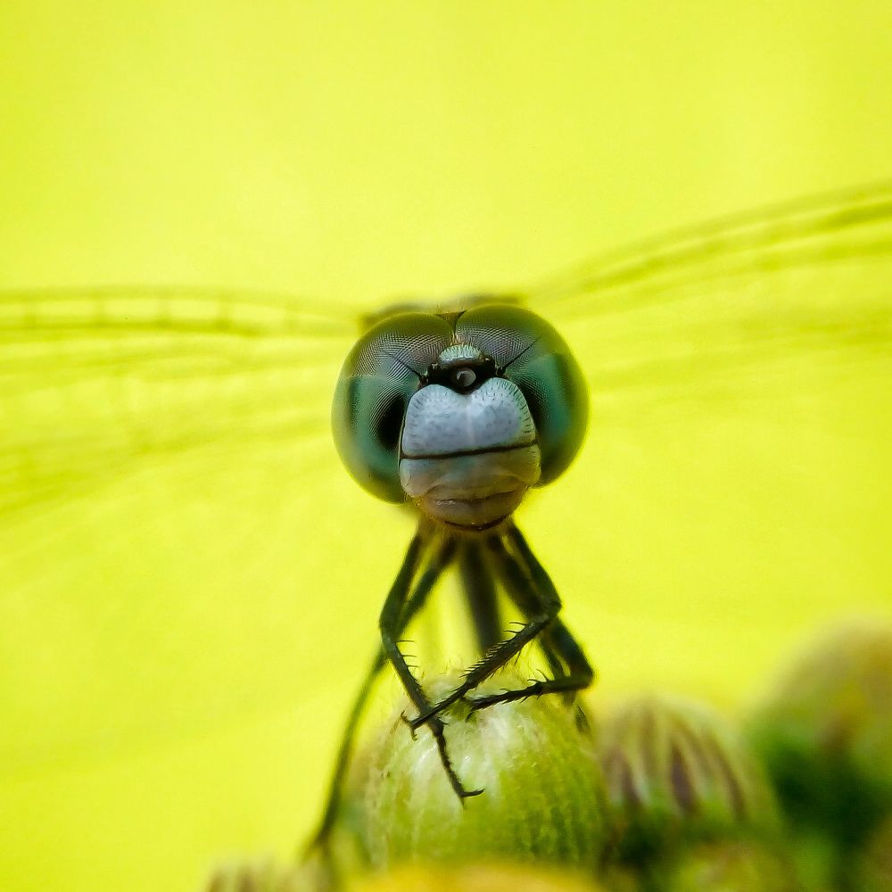 Dragonfly macro shot