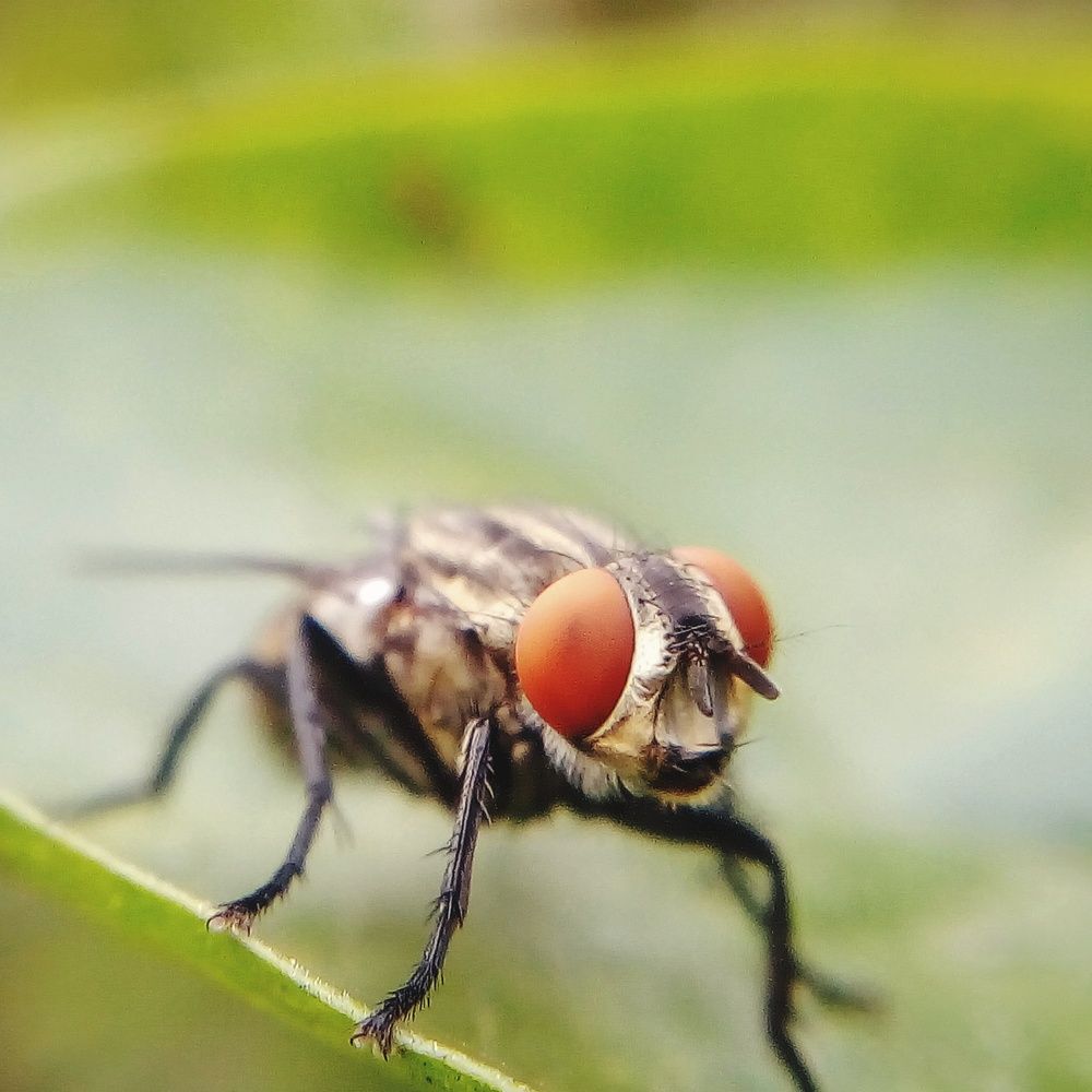 The eye of the housefly