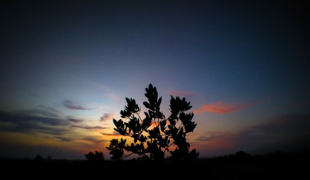 A Small tree on The Hill
