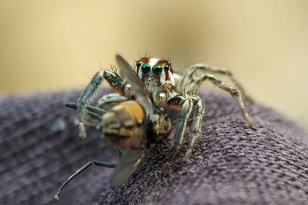 Jumping Spider with Kill