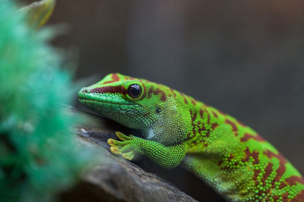 Фельзума мадагаскарская - зеленый геккон