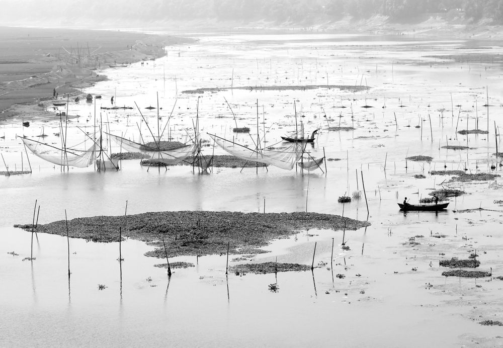 Paddy transplantation