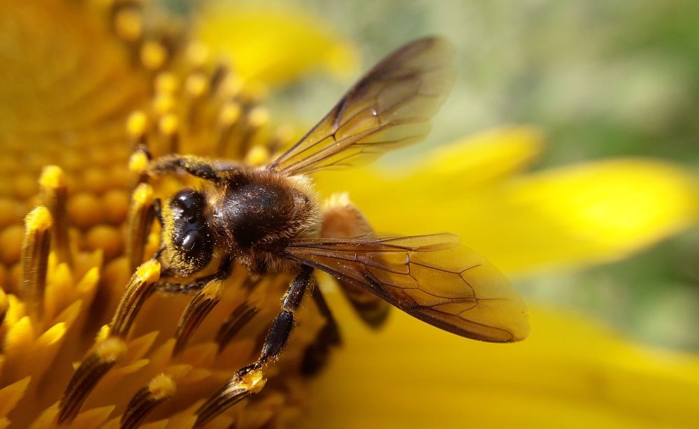 Honey bee