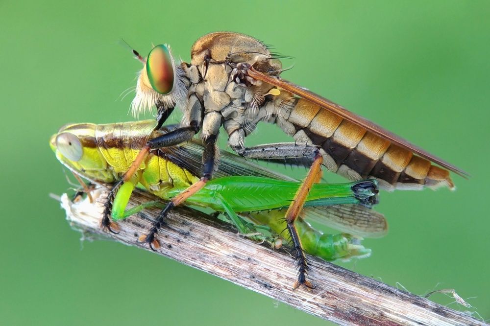 Robber Fly and Grasshopper