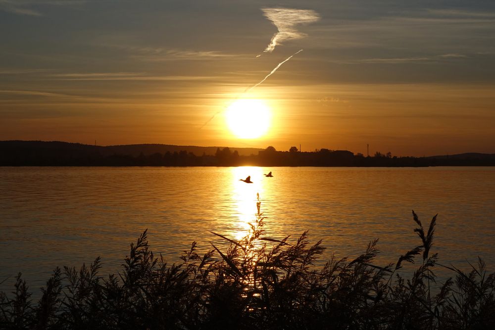 К родным берегам