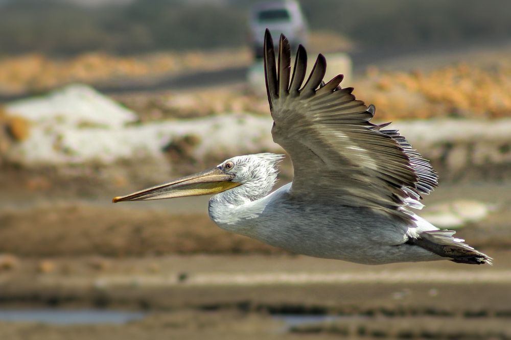 Flying Pelican
